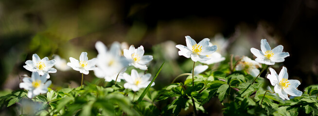 Wood anemones shines in the sun