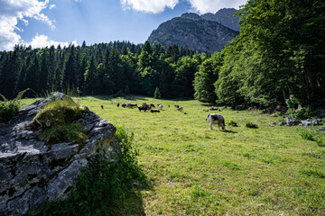 Landschaftspflege in den Alpen - Fleckvieh beweiden eine bewaldete und felsige Alm im Hochgebirge. - 784648270