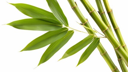 Green tropical bamboo isolated on white background wallpaper