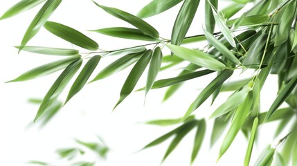 Green tropical bamboo isolated on white background wallpaper
