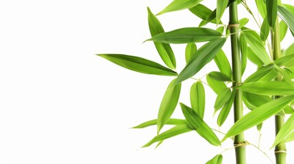 Green tropical bamboo isolated on white background wallpaper