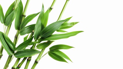 Green tropical bamboo isolated on white background wallpaper