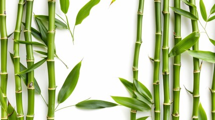 Green tropical bamboo isolated on white background wallpaper