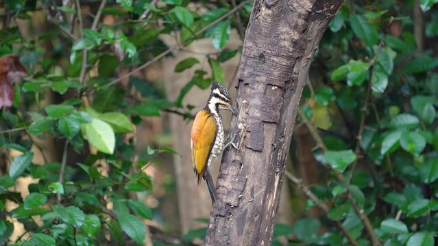 Common flameback, Common goldenback birdwatching in the forest.