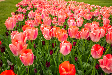 Close up  of Tulips at Hampton Court Palace in London.