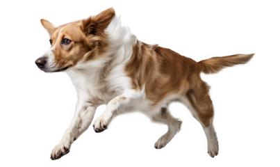 Dog is jumping up in the air isolate on transparent background, cutout, png