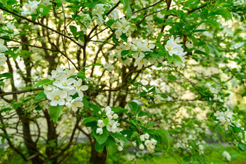 flowers in the garden