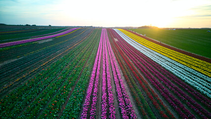 Field of different colored tulips
