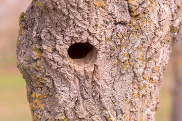 Texture of tree bark with the nest hole of a woodpecker