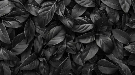 black texture leaves background 