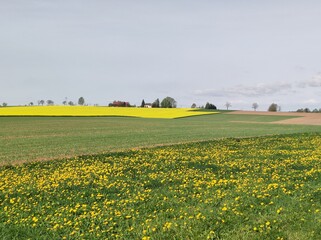 Gelb blühendes Rapsfeld in Hügellandschaft - 784652420