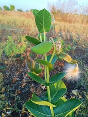 Calotropis procera Plant