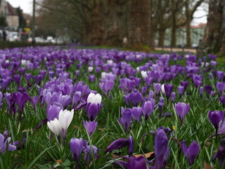 White and purple crocus flowers, line of trees and classical building at a park in Szczecin (Jasne Blonia Park)