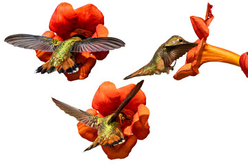 Rufous Hummingbird (Selasphorus rufus) Photos, Feeding on Trumpet Vine Blooms, on a Transparent PNG Background - 784655236