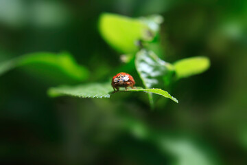 Red ladybug sitting on green leaf