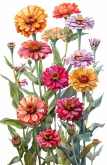 Deurstickers Vibrant Zinnias in Watercolor Botanical Illustration Generative AI © Alex