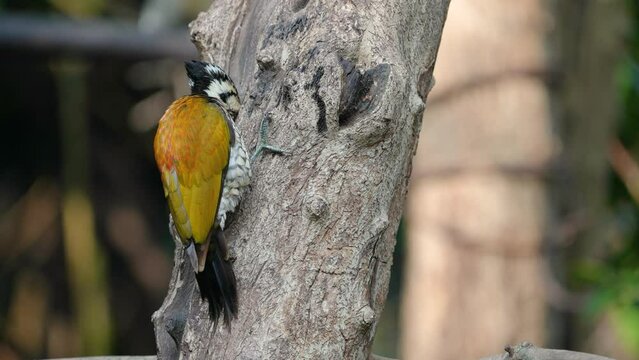 Common flameback, Common goldenback birdwatching in the forest.