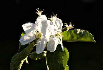 kwiat jabłoni papierówka