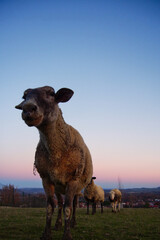 Moutons et coucher de soleil