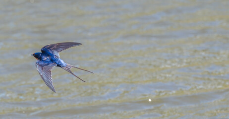 Fototapeta na wymiar Barn swallow flies over a lake in spring.