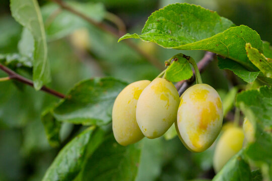 Ripe cherry plum berries with raindrops in the garden on a tree. Growing cherry-plums