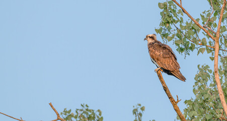 Closeup of an osprey perched on top of a broken tree branch.