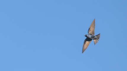 Purple martin in flight with wings spread.