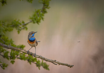 A male Bluethroat sits on the branch toward the camera lens with copyspace on a spring day.