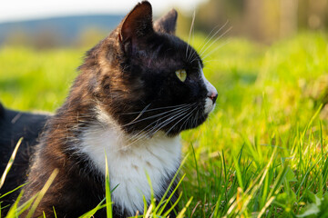 black and white cat in the grass