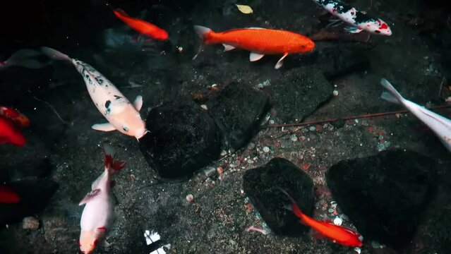 koi fish swimming in pond