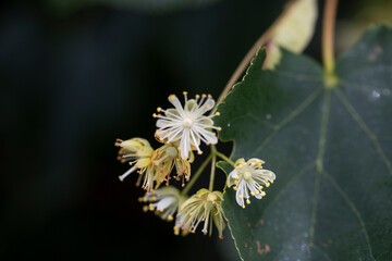 Linden, linden blossom with green leaves on a tree in summer