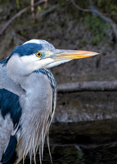 Grey Heron (Ardea cinerea) - Found throughout temperate Europe, Asia & parts of Africa