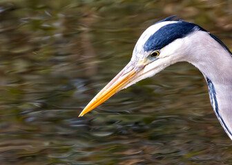 Grey Heron (Ardea cinerea) - Found throughout temperate Europe, Asia & parts of Africa