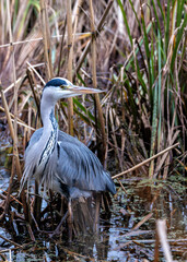 Grey Heron (Ardea cinerea) - Found throughout temperate Europe, Asia & parts of Africa
