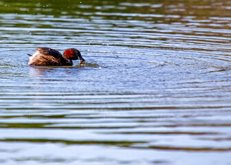 Little Grebe (Tachybaptus ruficollis) - Breeds in Europe, Asia & parts of Africa