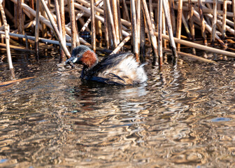 Little Grebe (Tachybaptus ruficollis) - Breeds in Europe, Asia & parts of Africa