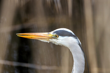 Grey Heron (Ardea cinerea) - Found throughout temperate Europe, Asia & parts of Africa