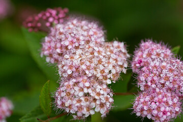 Blooming Spiraea japonica 'anthony waterer' in summer garden. Pink cluster flowers