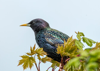 European Starling (Sturnus vulgaris) - Introduced to North America, native to Europe & Asia