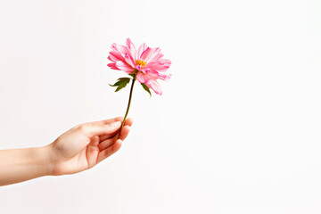 Tender female hand holds bright pink flower on white background, symbolizing care and natural beauty. Mother's Day, beauty and women's health