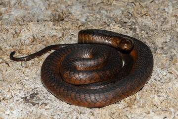 A highly venomous Anchieta’s Cobra (Naja anchietae) active in the wild during dusk