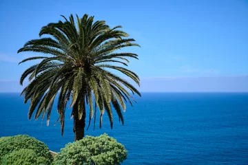 Rolgordijnen Palmen © THOMAS