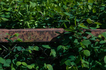 Rusty metal profile among lush greenery 