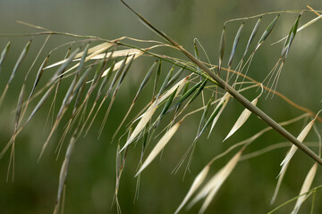 Seeds of the common wild oat (Avena fatua)