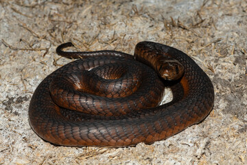 A highly venomous Anchieta’s Cobra (Naja anchietae) active in the wild during dusk