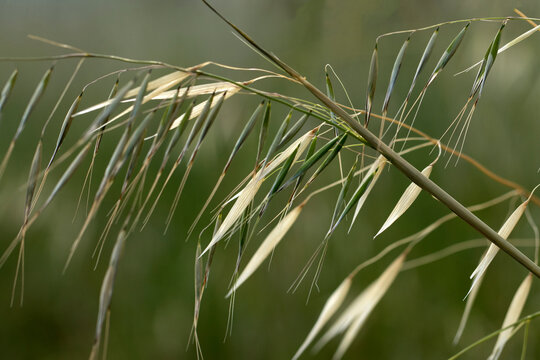 Seeds of the common wild oat (Avena fatua)