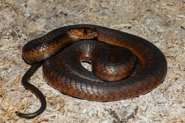 A highly venomous Anchieta’s Cobra (Naja anchietae) active in the wild during dusk