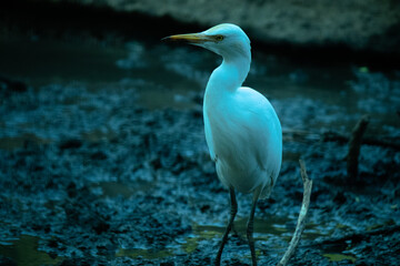 white heron in mud looking for food