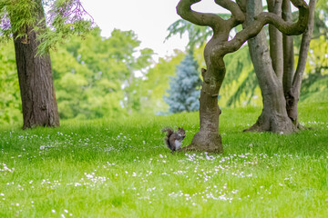 Closeup of a squirrel in the grass