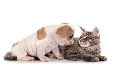 maine coon kitten and french bulldog - obrazy, fototapety, plakaty